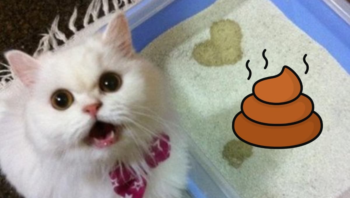 3 consejos para que el arenero de tu gato no huela mal