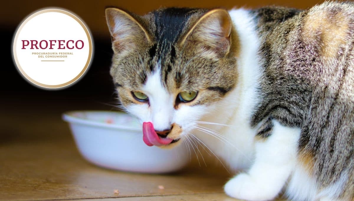 ¿Qué tan buenas son las croquetas Minino para gato?