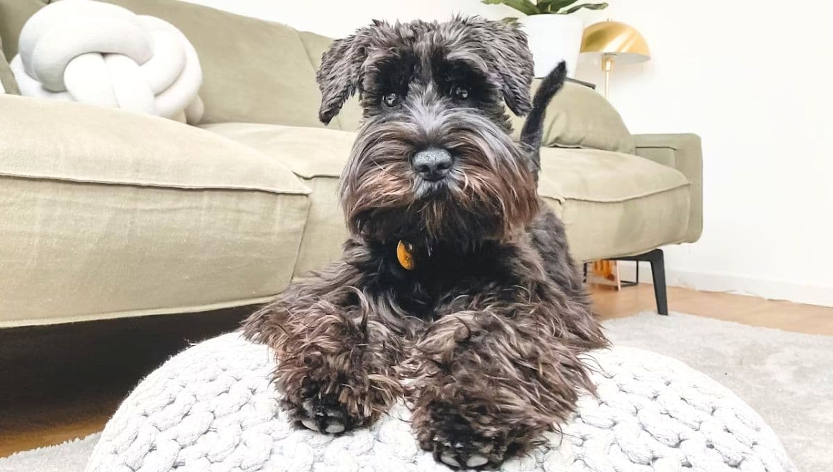 5 cuidados claves si tienes un perro Schnauzer en casa
