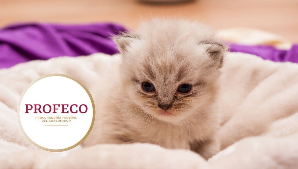 ¿Qué croquetas le puedo dar a mi gato bebé? 3 opciones recomendadas por Profeco