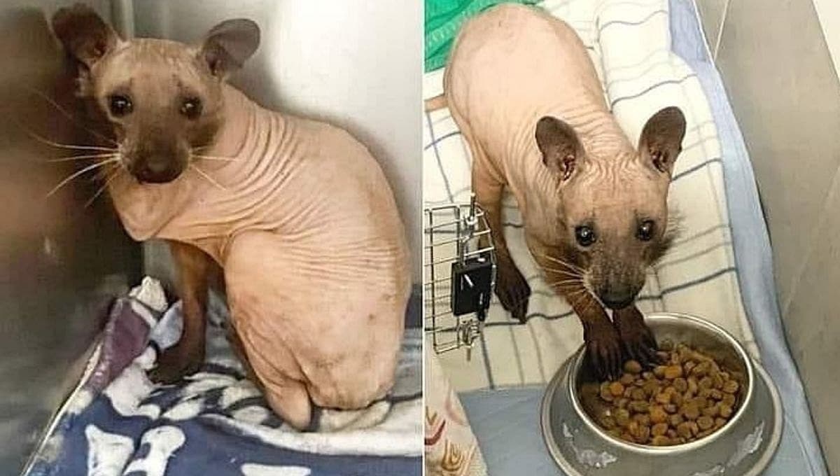 Rescataron a un "gato sin pelo" que resultó ser un mapache con alopecia | FOTOS
