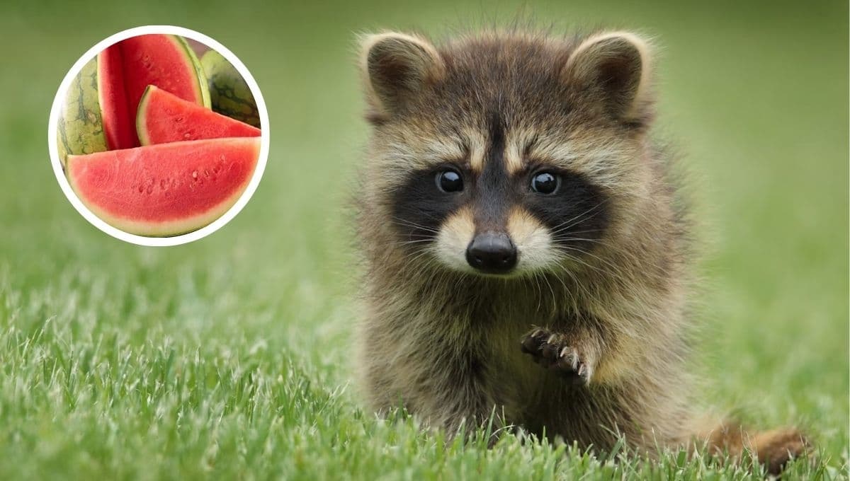 ¿Qué darle de comer a un mapache? 5 alimentos para tu mascota