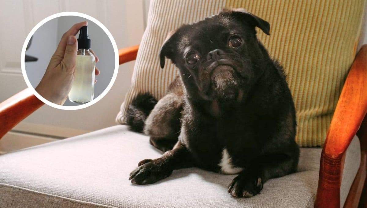 ¿Cómo usar el vinagre blanco para eliminar el olor a orina de tu perro?