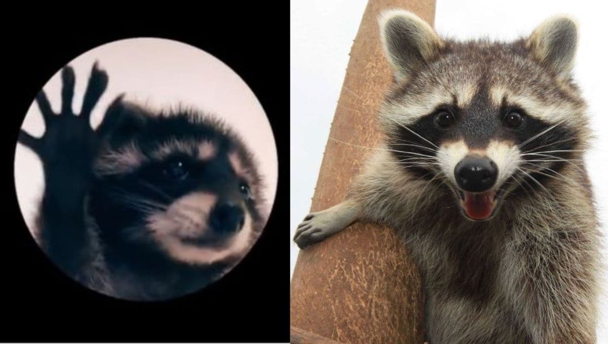 Así puedes enviar memes del mapache Pedro a tus amigos