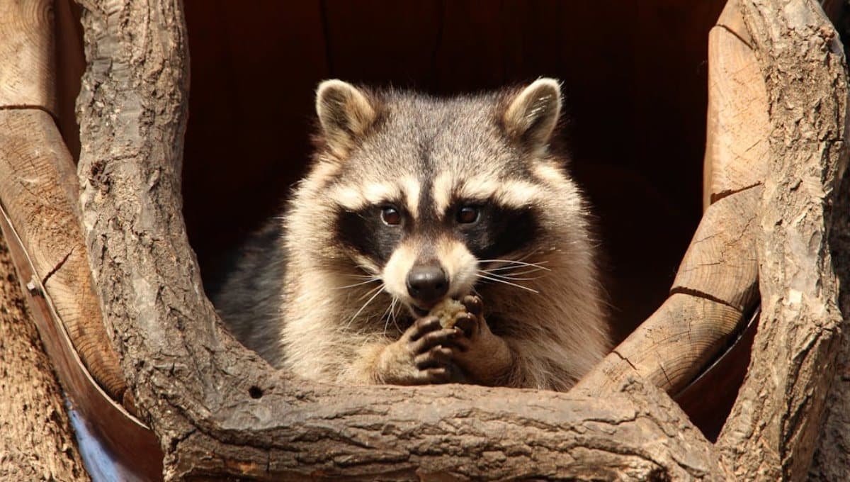 ¿Qué tan peligrosos pueden ser los mapaches?