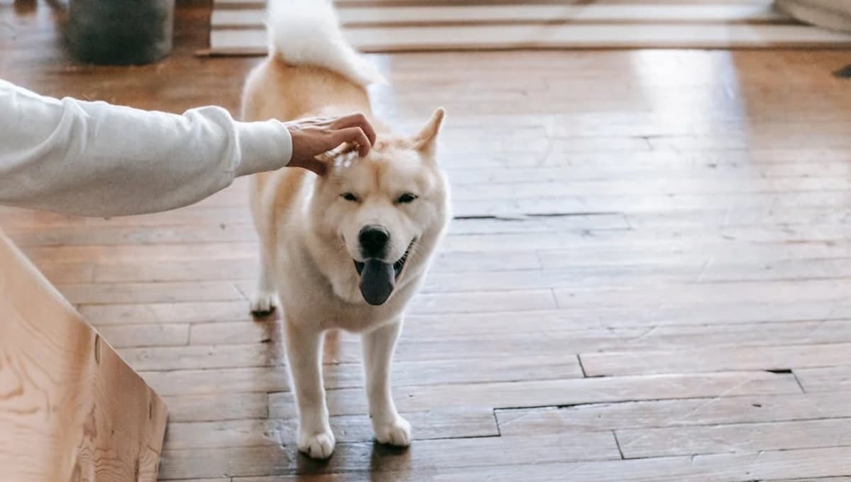 ¿Qué significa cuando tu perro agacha la cabeza mientras lo acaricias?