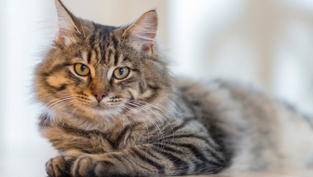Trucos para quitarle el exceso de pelo a un gato