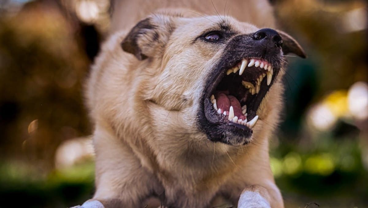 Descubre cómo evitar el ataque de un perro, según Harvard