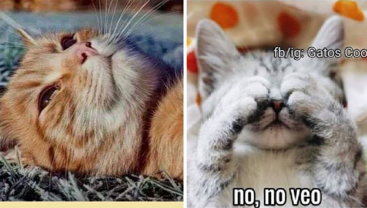 5 memes chistosos y virales de gatos para enviarle a tu ex