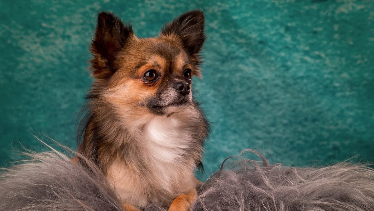Esto es lo máximo que crece un perro Chihuahua Cabeza de Manzana