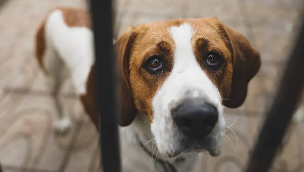 Descubre cómo los perros piden perdón, según los expertos