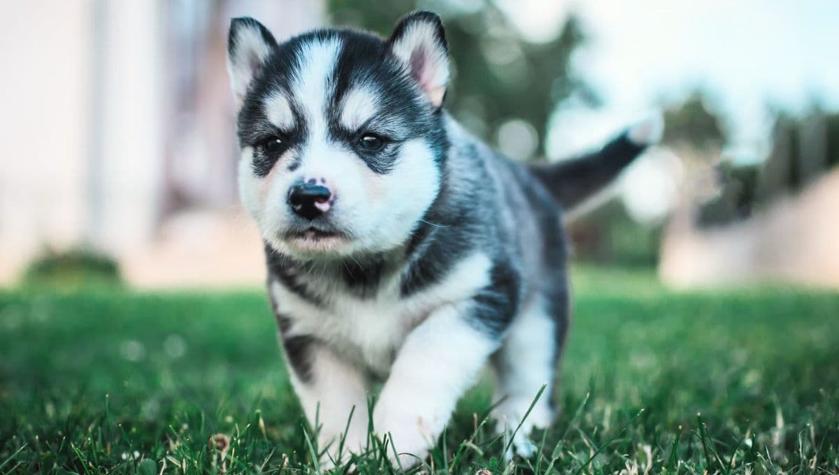 Nombres cortos y bonitos para perros Husky