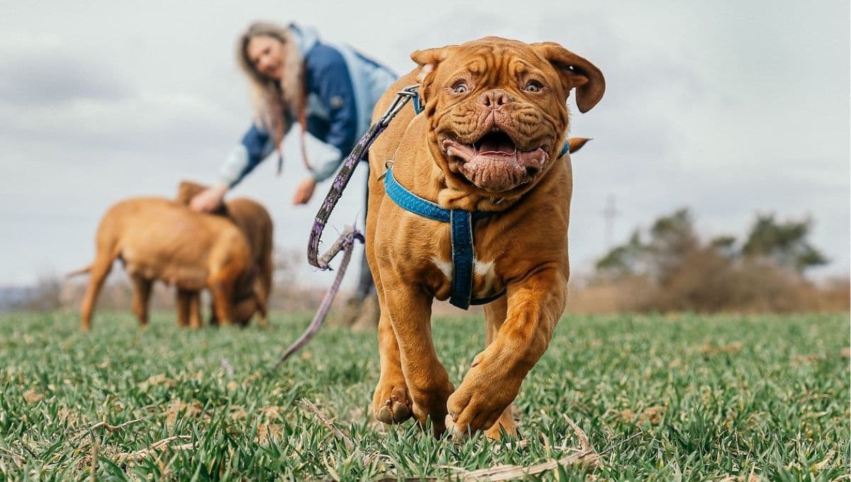 ¿Qué hacer si mi perro se sale de casa y no me obedece?