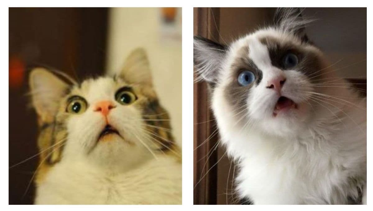 5 MEMES de gatos asustados para compartir en WhatsApp