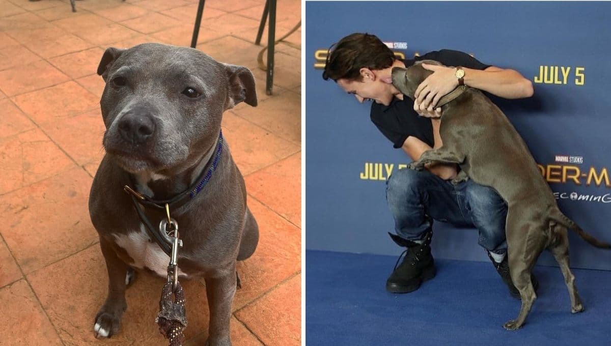Muere la perrita de Tom Holland: así lo anunció el actor