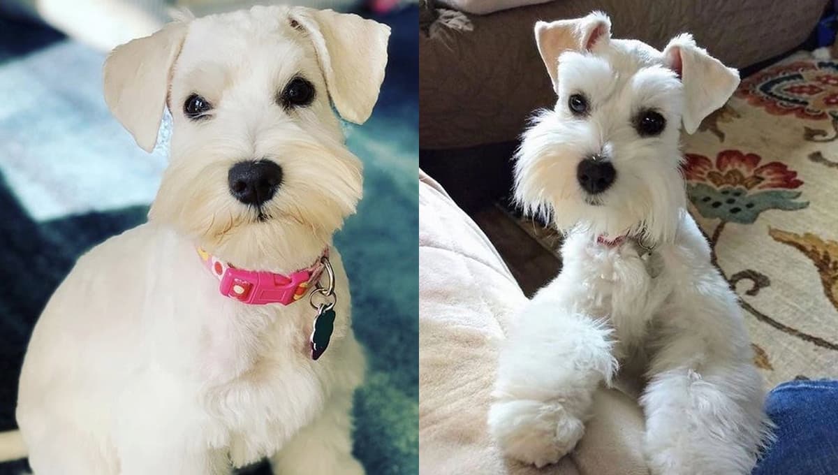 Perros Schnauzer blancos: características y cuidados especiales