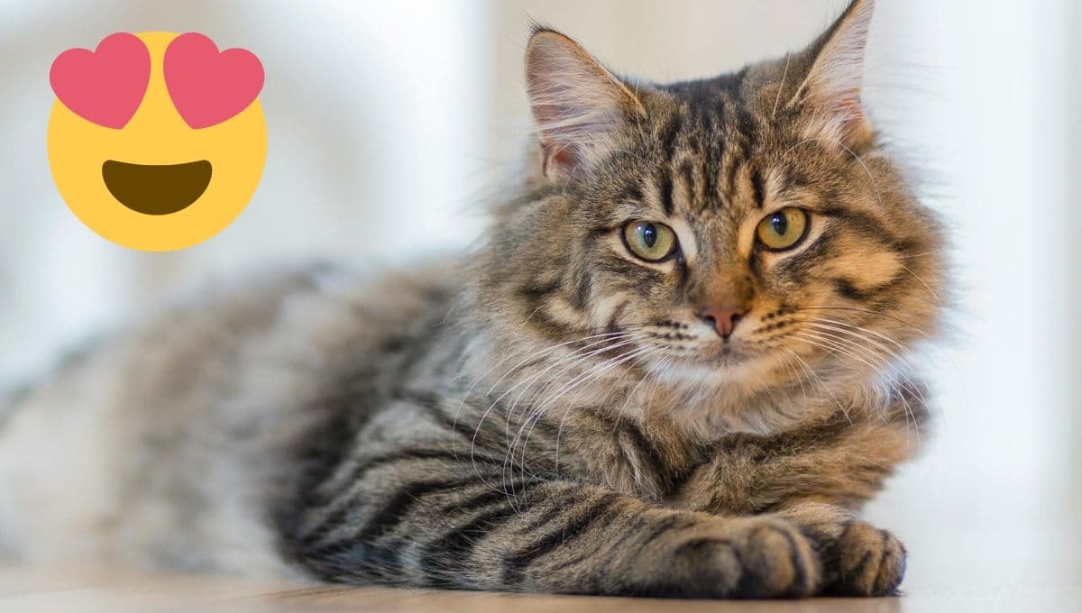 Las razas de gatos más empalagosos, ¿Por qué mi gato es muy cariñoso conmigo?