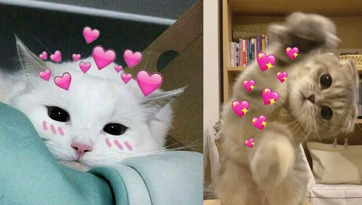 Memes de gatos cursis para compartirlos con el amor de tu vida