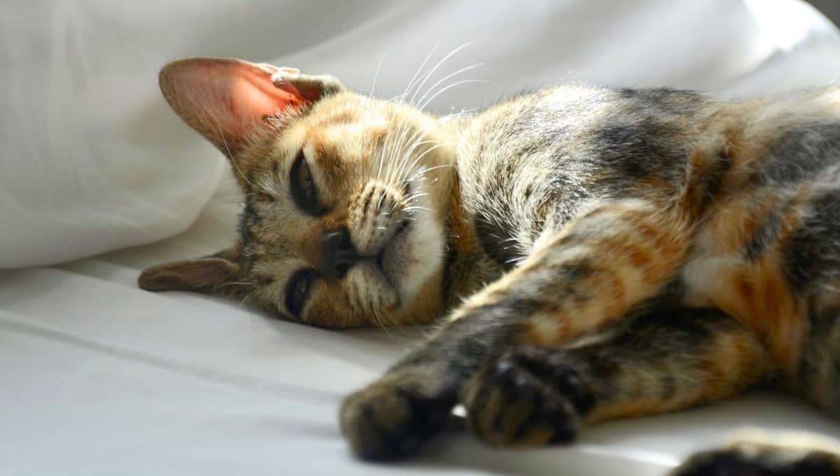 ¿Qué significa que mi gato está decaído?