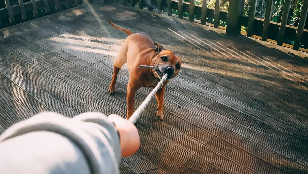 Top 5 juguetes para perro buenos, bonitos y baratos en AliExpress
