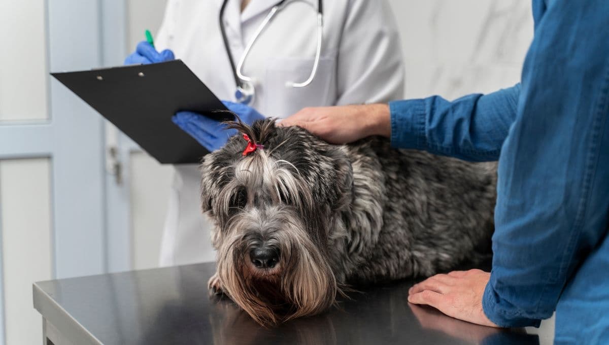 ¿Qué comida casera puede comer un perro diabético?