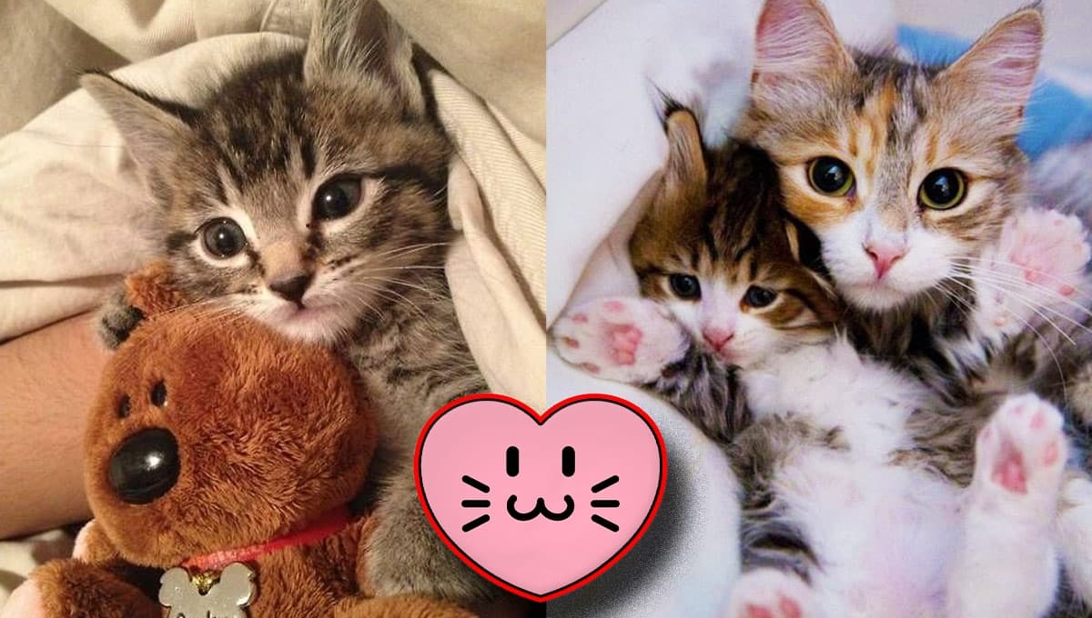 De todas las razas de gatos, esta es la más TIERNA del mundo
