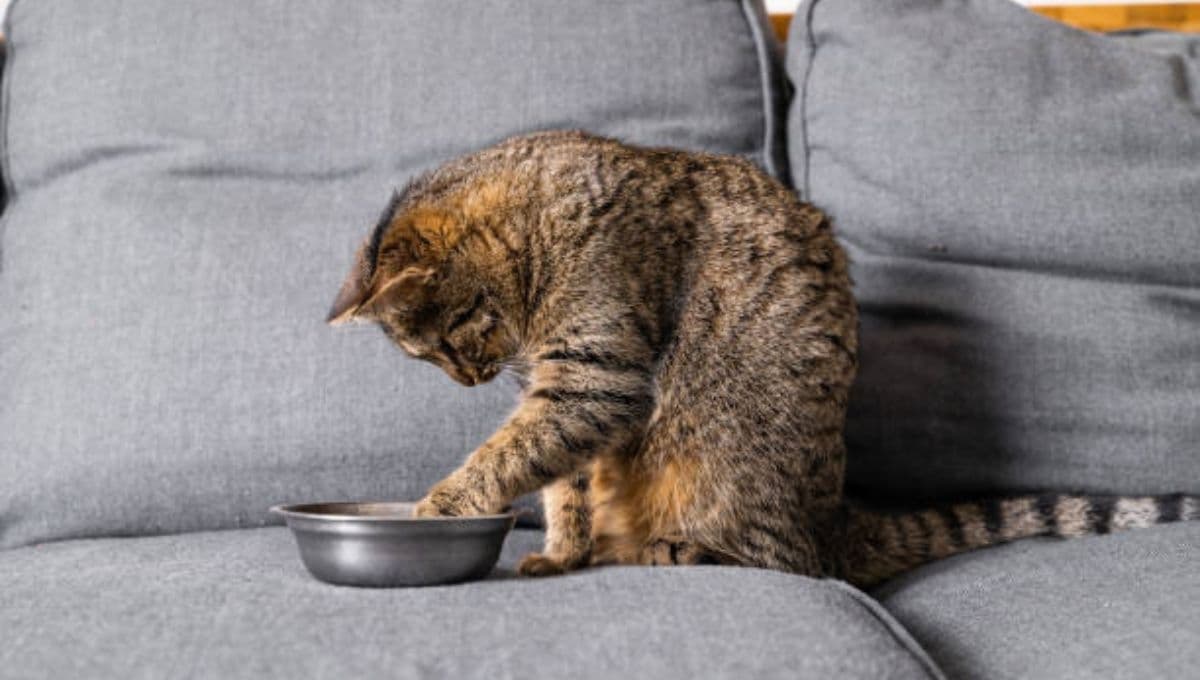 ¿Qué tan buenas son las croquetas Urinary para gato?