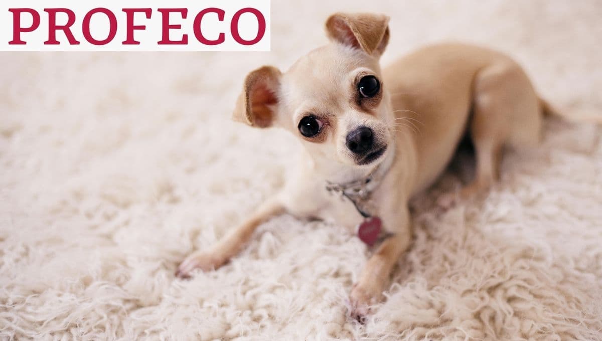 ¿Las croquetas Pro Plan cachorro son buenas para los perros?