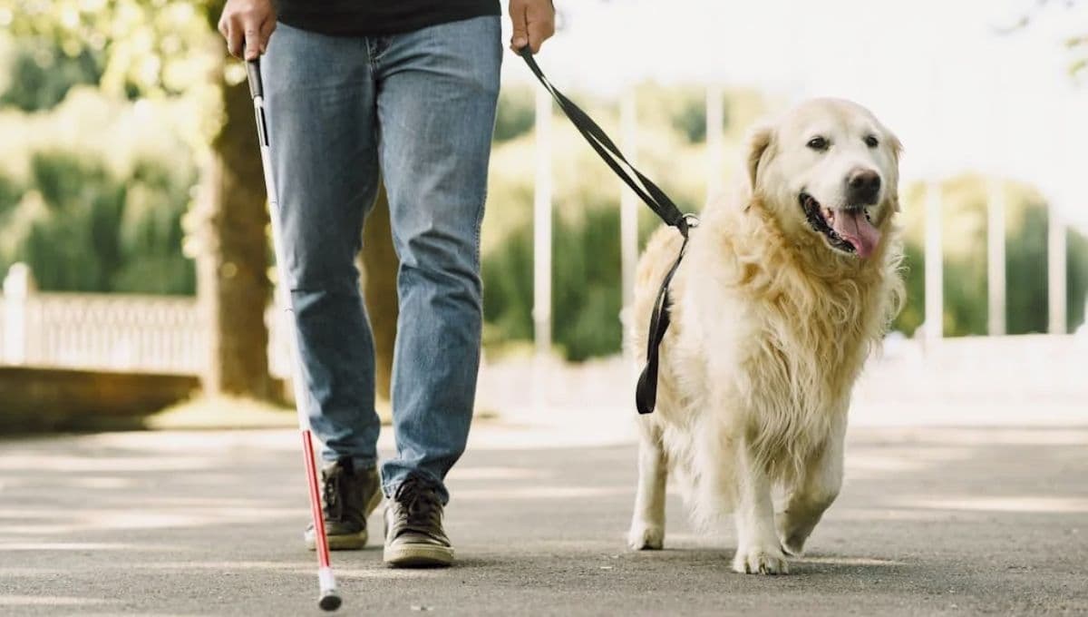 ¿Qué es un perro guía y cómo ayuda a las personas ciegas?