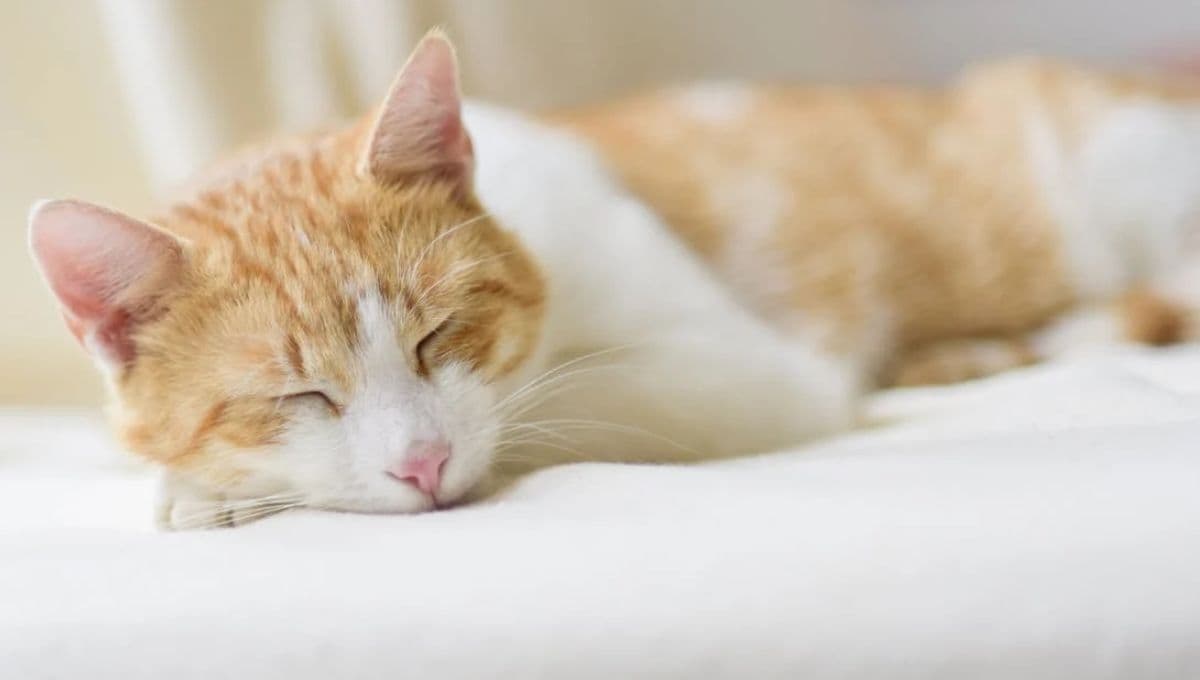 5 sonidos que a tu gato le gusta escuchar y su significado