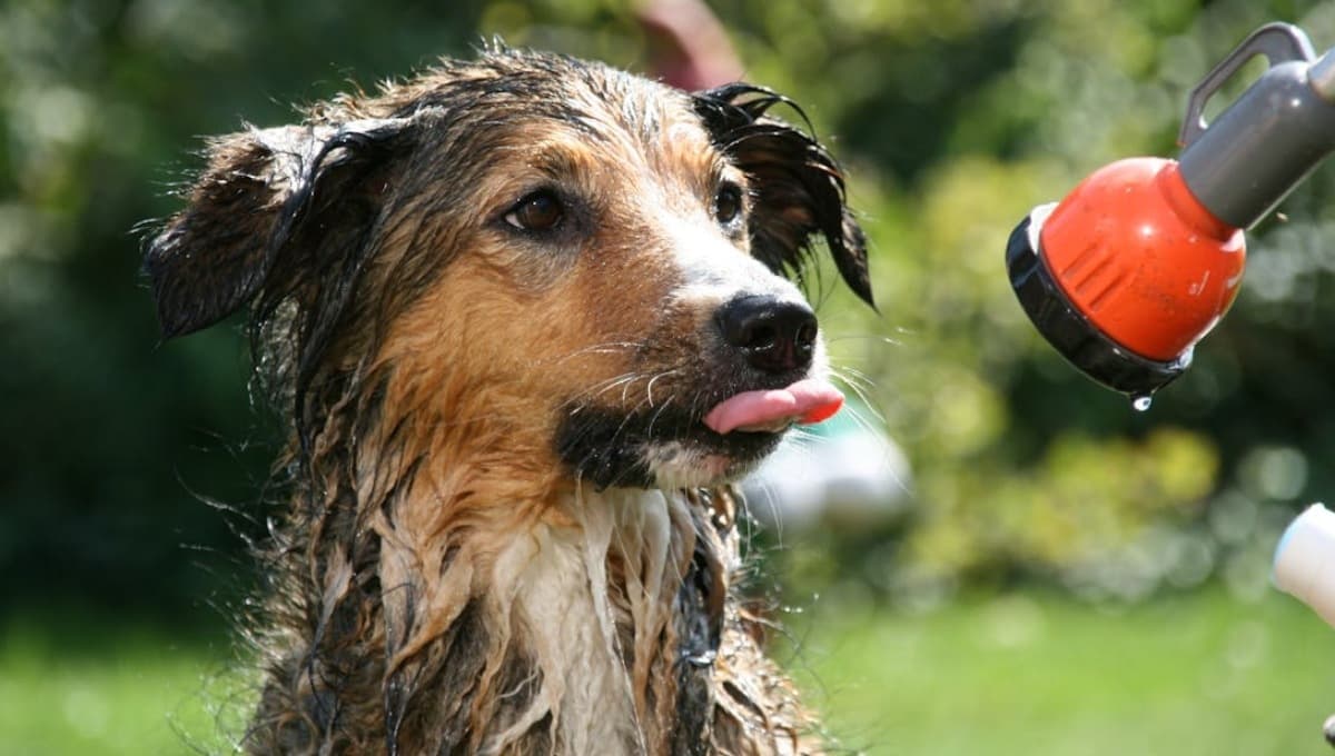 El ingrediente con el que puedes bañar a tu perro si no tienes shampoo