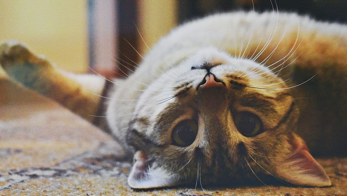 Gatito se roba unos pollitos para cuidarlos como su mamá