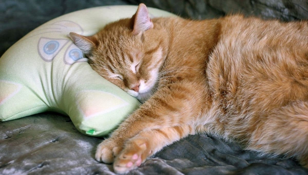 ¿Qué significa que mi gato duerma en mi almohada?