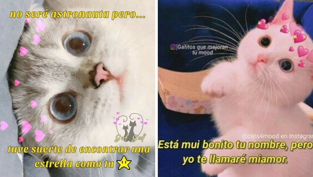 5 MEMES de gatitos con corazones y frases para dedicar en WhatsApp