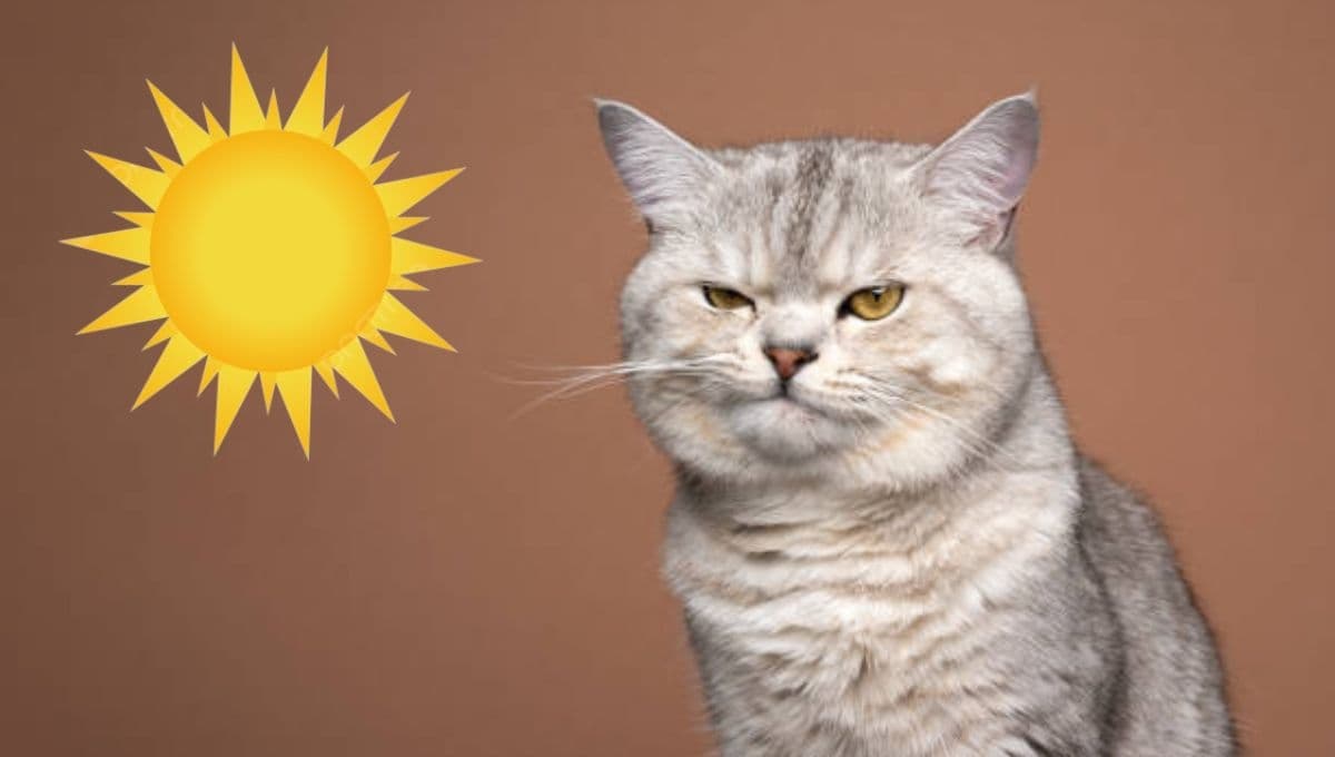 MEMES de gatos para compartir si ya estás harto del calor