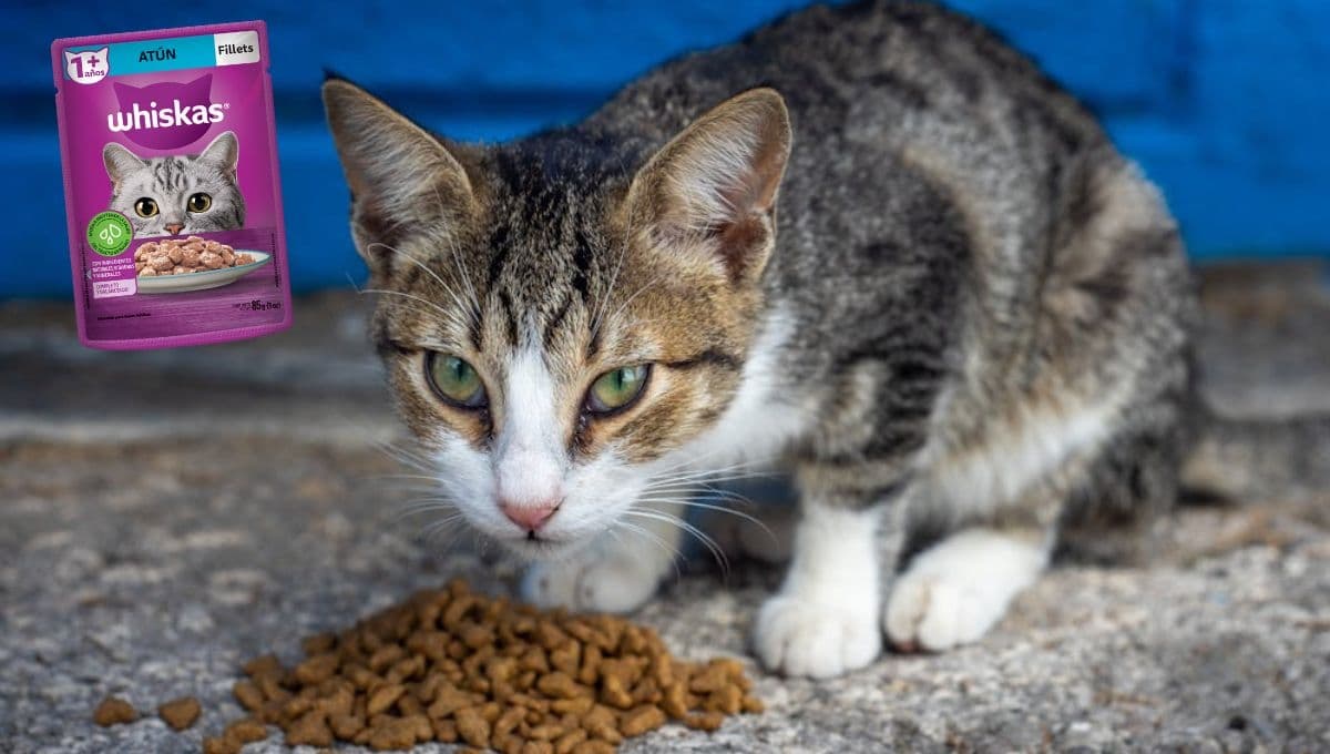 ¿Qué tan buenos son los sobres Whiskas para gato?