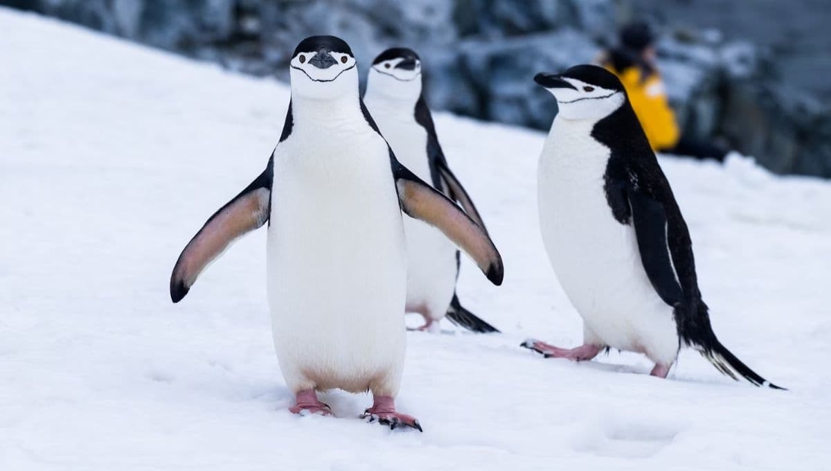 Día del pingüino 2024: 5 cosas que no sabías de la especie en peligro de extinción