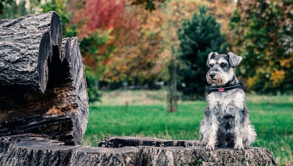 5 cosas que hacen especiales a los perros Schnauzer y son el amigo perfecto para un niño