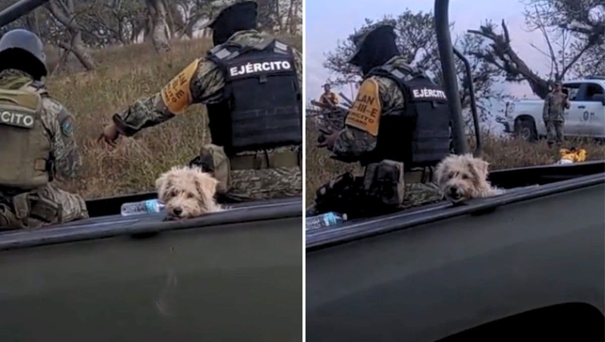 Sedena rescata a perrito de un incendio y lo adopta: VIDEO