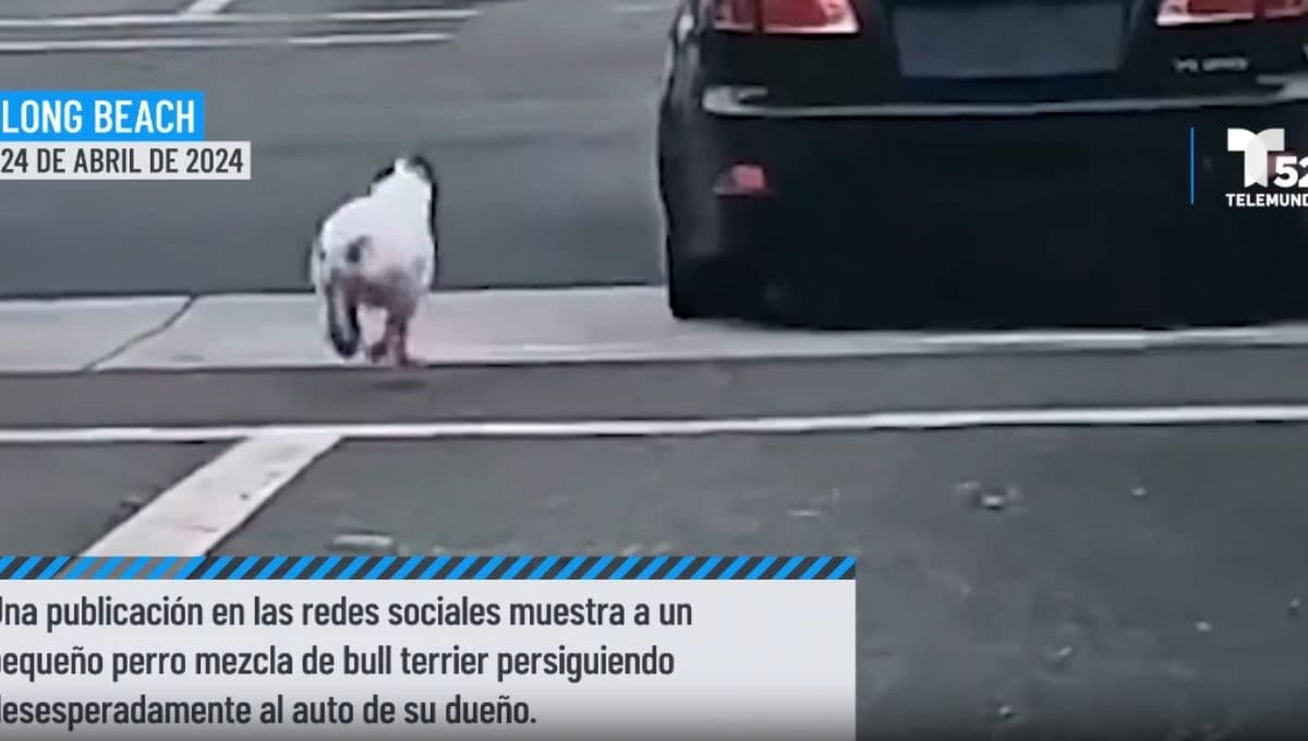 VIDEO: perro corre para alcanzar la camioneta de su dueño que lo abandonó
