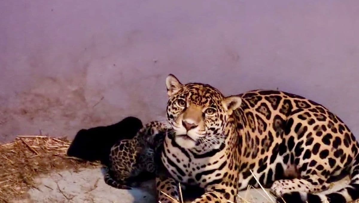 3 cachorros de jaguar, especie en peligro de extinción, nacieron en Chapultepec: FOTOS