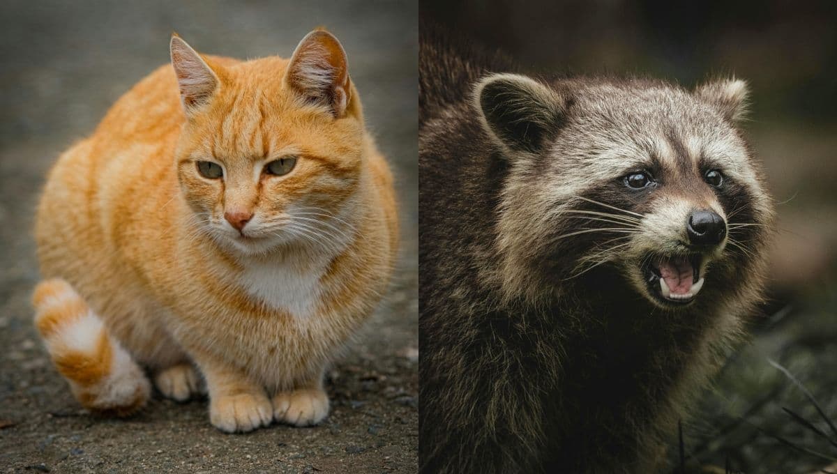 Gatito comparte sus croquetas con mapache y el video le da la vuelta al mundo