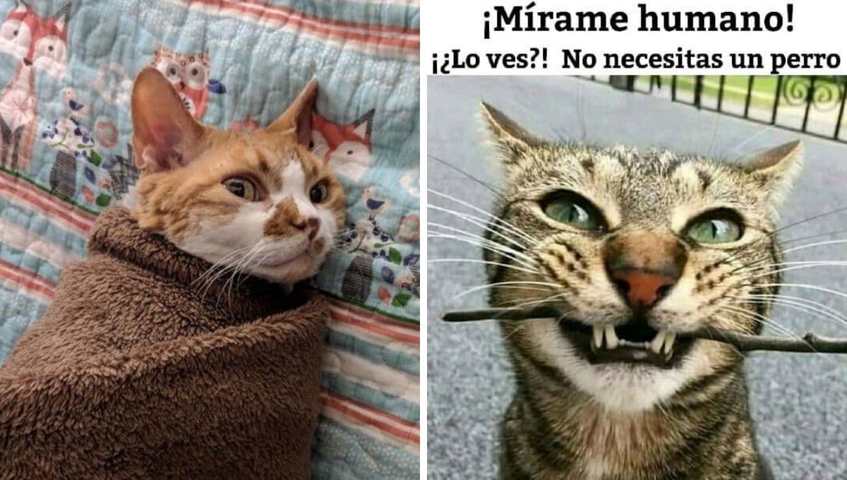 5 MEMES de gatos felices para hacer stickers en WhatsApp