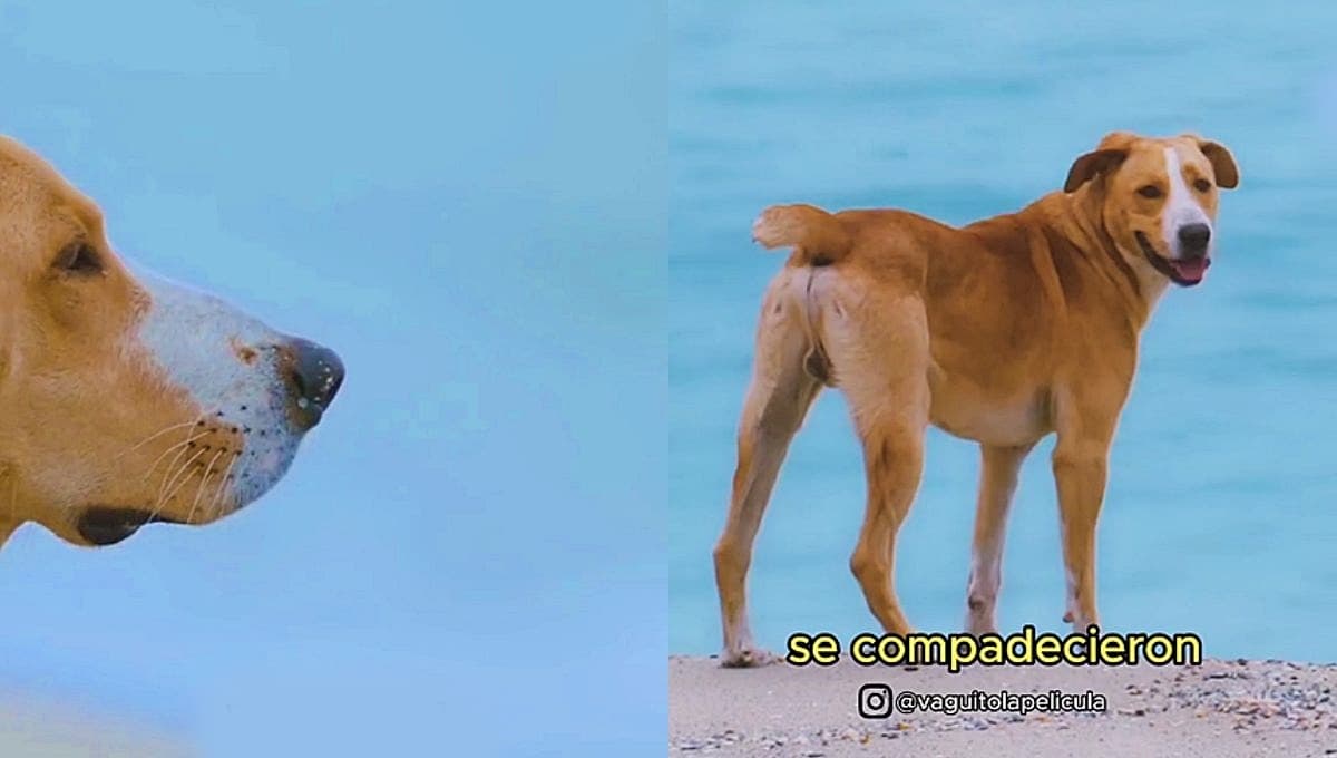 La historia de Vaguito, el perrito que pasó de vivir en la calle a protagonizar película