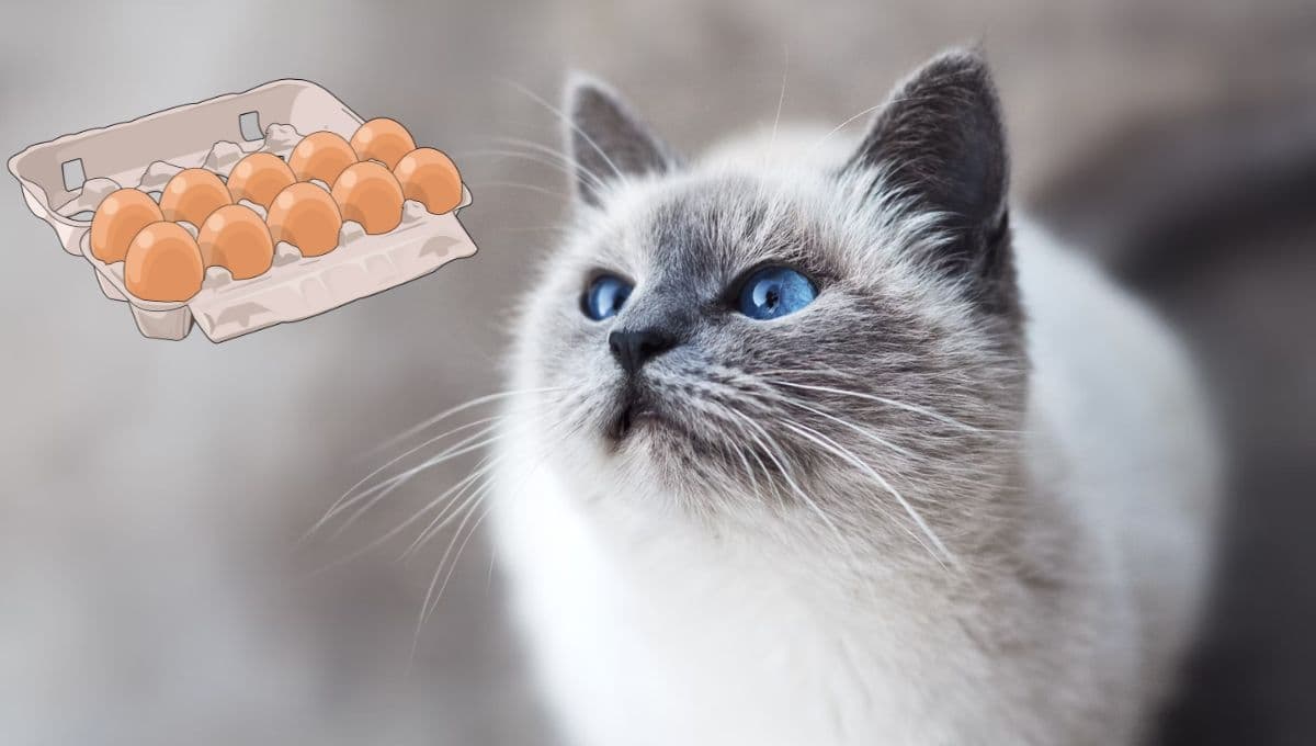 ¿Los gatos pueden comer huevo?