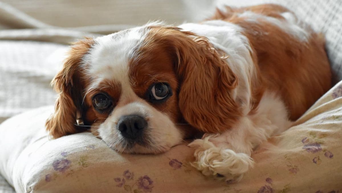 3 razas de perros más FLOJAS que tú