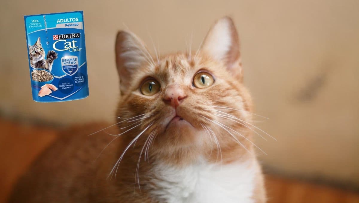 ¿Qué tan buenos son los sobres Cat Chow para gato?