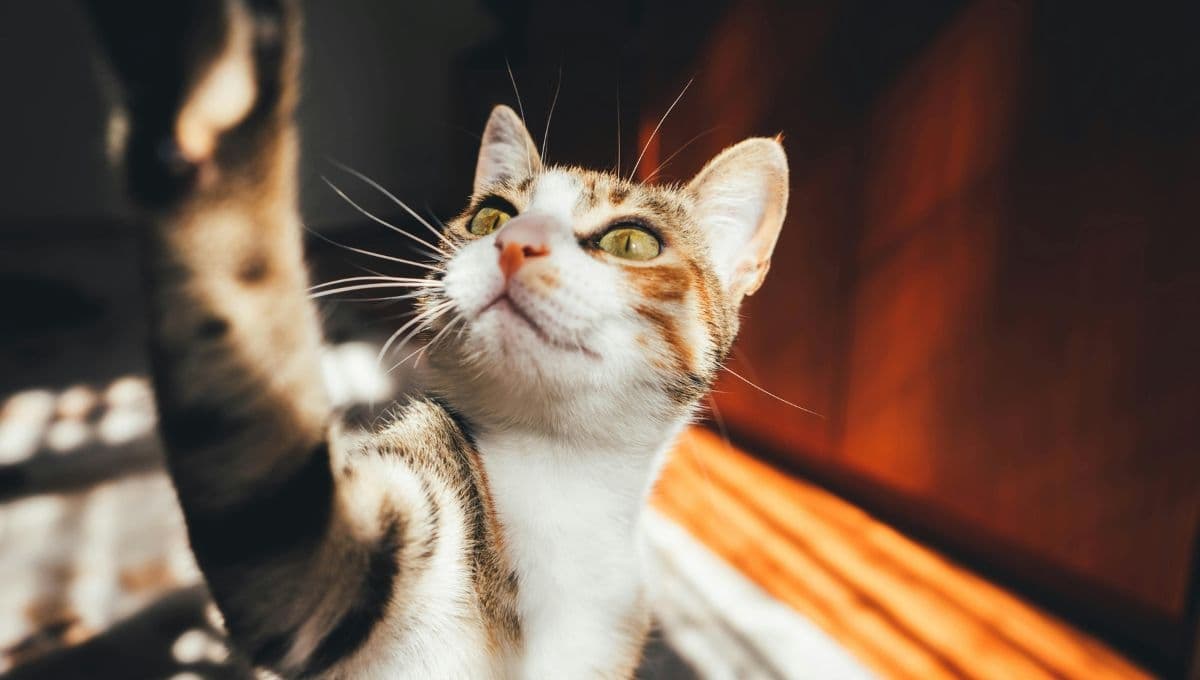 ¿Qué tan bueno es el yogur griego para los gatos?