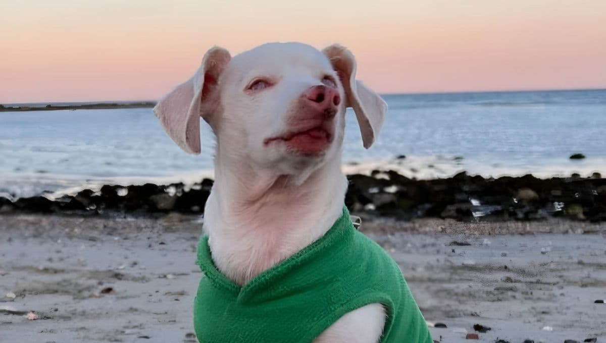 Conoce a Piglet, el perro sordo y ciego que conquistará tu corazón