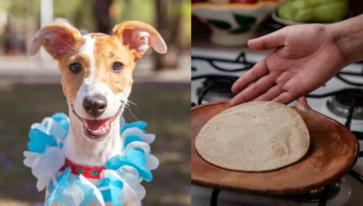 ¿Qué tan buena es la tortilla de maíz para perro?